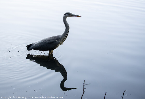Heron on a Lake Picture Board by Philip King