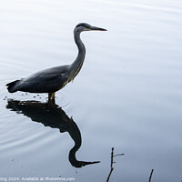 Buy canvas prints of Heron on a Lake by Philip King