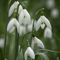 Buy canvas prints of Snowdrops, Oxfordshire by Philip King