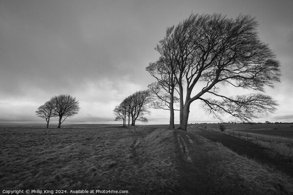 Trees on Roundway Hill Picture Board by Philip King