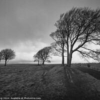 Buy canvas prints of Trees on Roundway Hill by Philip King