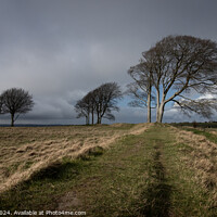Buy canvas prints of Trees on Roundway Hill, Wiltshire by Philip King