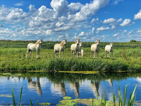 Horses on a Riverbank Picture Board by Chris Spalton