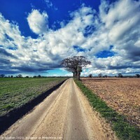 Buy canvas prints of Outdoor road with big sky and tree Norfolk by Chris Spalton