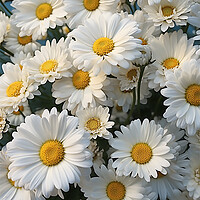Buy canvas prints of Daisy close up  by CC Designs