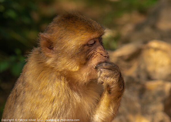 Thoughtful Primate in Sunlit Greenery Picture Board by Fabrice Jolivet
