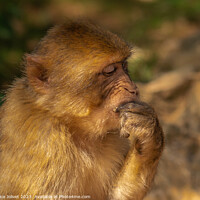 Buy canvas prints of Thoughtful Primate in Sunlit Greenery by Fabrice Jolivet