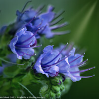 Buy canvas prints of Blooming Lavender's Vibrant Allure by Fabrice Jolivet