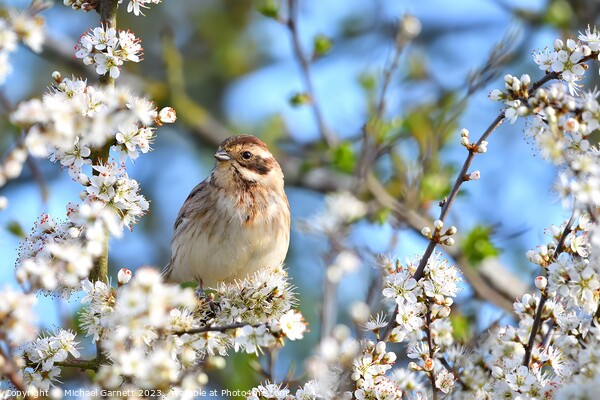 A beautiful Reed Bunting in blackthorne blossom Picture Board by Michael Garnett