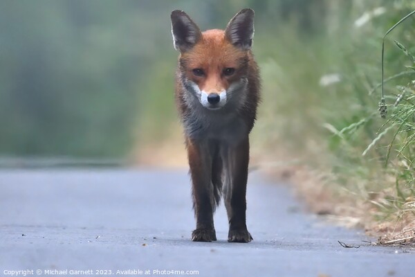 Red fox in the early morning mist  Picture Board by Michael Garnett