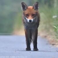 Buy canvas prints of Red fox in the early morning mist  by Michael Garnett