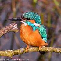 Buy canvas prints of A beautiful male Kingfisher sat on a branch by Michael Garnett