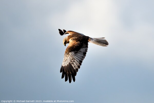 Marsh Harrier soaring high Picture Board by Michael Garnett