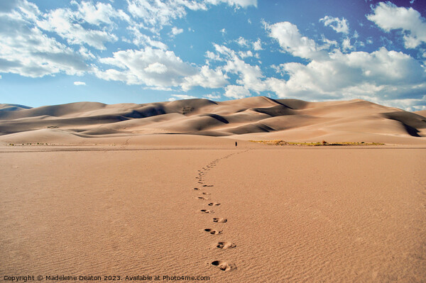 Desert Footprints Picture Board by Madeleine Deaton