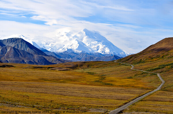 The Road to Denali in Glorious Fall Picture Board by Madeleine Deaton