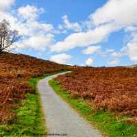 Buy canvas prints of Path through Autumn colours at Tarn Hows by Madeleine Deaton