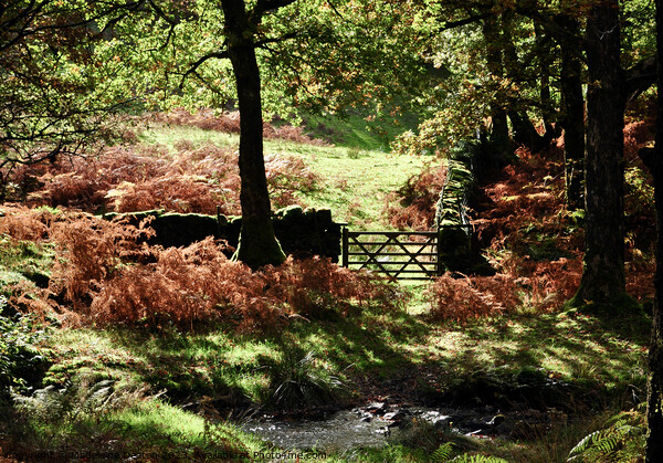 Autumn in the Lake District Picture Board by Madeleine Deaton