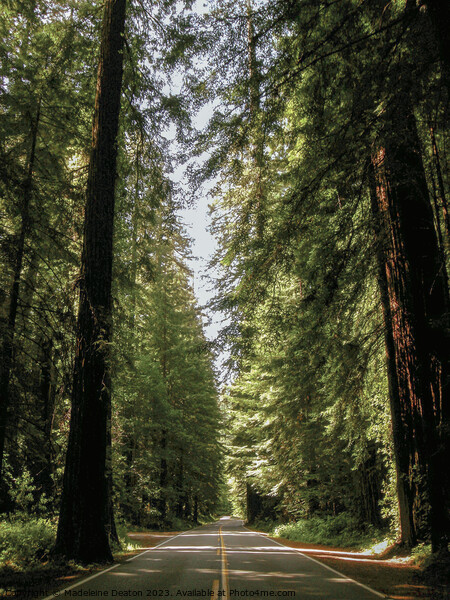 Avenue of the Giants  Picture Board by Madeleine Deaton