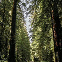 Buy canvas prints of Avenue of the Giants  by Madeleine Deaton