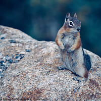Buy canvas prints of Ground Squirrel, Rocky Mountain National Park by Madeleine Deaton