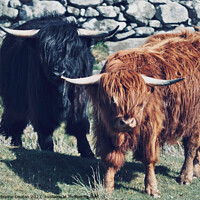 Buy canvas prints of Highland Cows by Madeleine Deaton