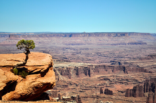 Solitary Juniper Tree Dead Horse Point State Park  Picture Board by Madeleine Deaton