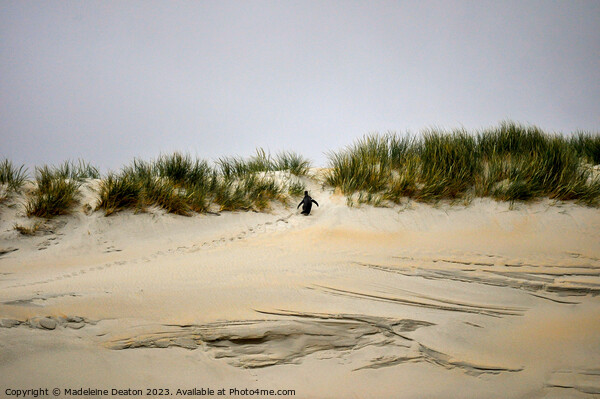 Little Yellow-Eyed Penguin Heading Back to the Nest Picture Board by Madeleine Deaton