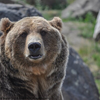 Buy canvas prints of Grizzly Bear Portrait by Madeleine Deaton