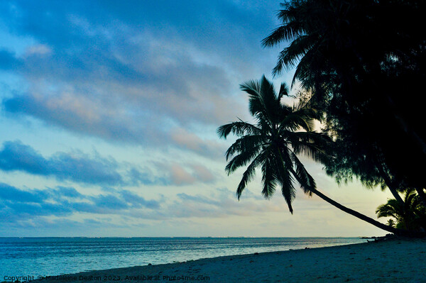 Silhouette of palm tree at dusk on a beach in Rarotonga Picture Board by Madeleine Deaton