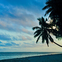 Buy canvas prints of Silhouette of palm tree at dusk on a beach in Rarotonga by Madeleine Deaton