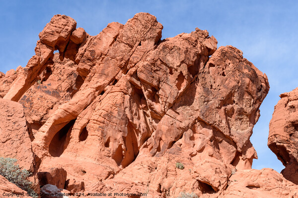 The Famous Elephant Rock Formation at Valley of Fire Picture Board by Madeleine Deaton