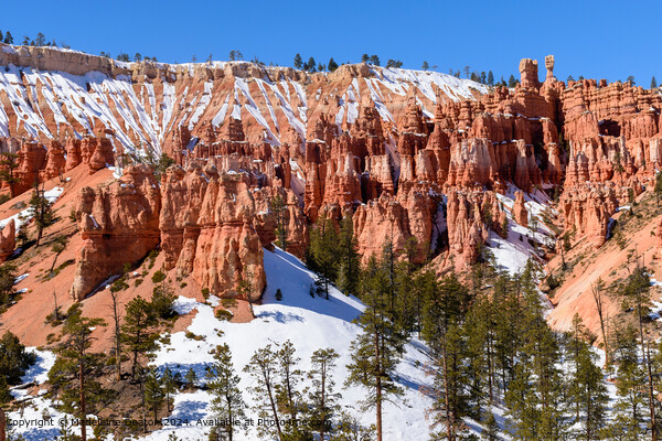 Bryce Canyon Snowy Hoodoos Picture Board by Madeleine Deaton