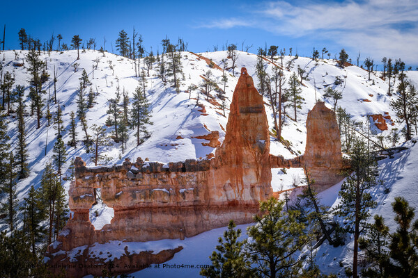 Bryce Canyon National Park Winter Wonderland Picture Board by Madeleine Deaton