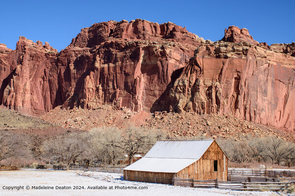 Snowy Fruita Barn Landscape Capitol Reef Picture Board by Madeleine Deaton