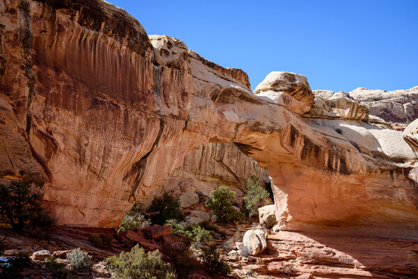 Natural Sandstone Hickman Bridge in Capitol Reef National Park, Utah Picture Board by Madeleine Deaton