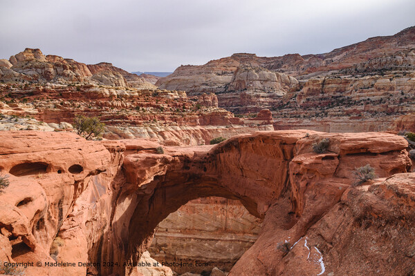 Spectacular View of Cassidy Arch in Capitol Reef National Park, Utah Picture Board by Madeleine Deaton
