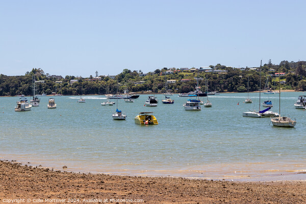 Moored Boats, Paihia, New Zealand, 5.12.22 Picture Board by Colin Mortimer