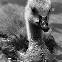 Buy canvas prints of The duckling by Talitha Higgs