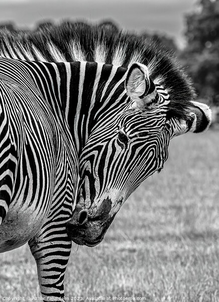 Zebra  Picture Board by Azhar Fajurdeen