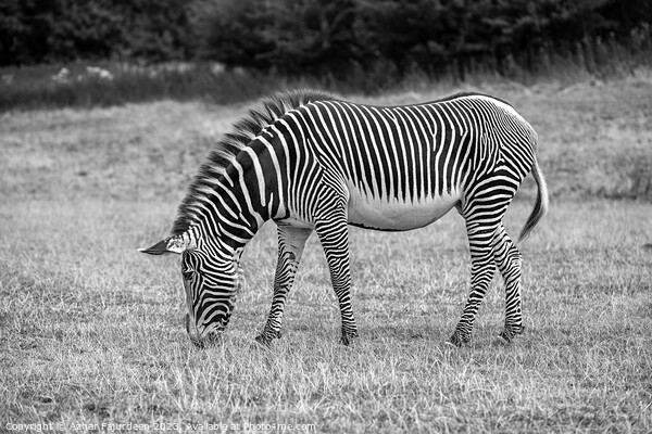 A zebra standing on top of a grass covered field Picture Board by Azhar Fajurdeen
