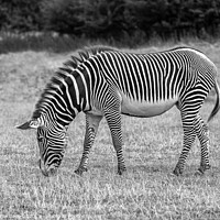 Buy canvas prints of A zebra standing on top of a grass covered field by Azhar Fajurdeen