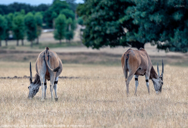 Common Elands in perfect Symmetry-colour Picture Board by Azhar Fajurdeen