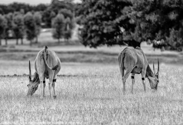 Harmonious Eland Pair in Monochrome Picture Board by Azhar Fajurdeen