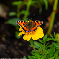 Buy canvas prints of Butterfly by Rick Pearce