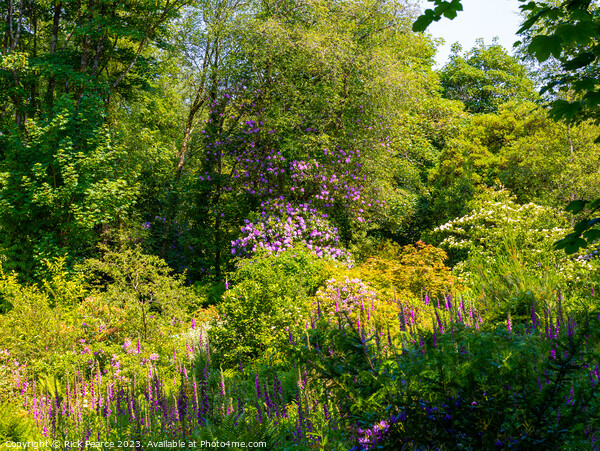 Enchanting Blossoms in Penllergaer Woods Picture Board by Rick Pearce