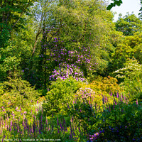 Buy canvas prints of Enchanting Blossoms in Penllergaer Woods by Rick Pearce