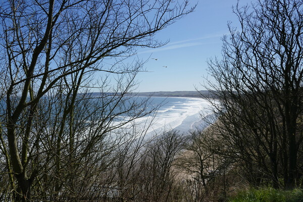 Sea view through trees, Filey  Picture Board by Paul Boizot