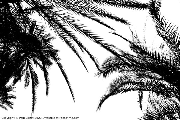 Palms at Tioute oasis, Morocco 2, high contrast  Picture Board by Paul Boizot