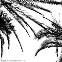 Buy canvas prints of Palms at Tioute oasis, Morocco 2, high contrast  by Paul Boizot