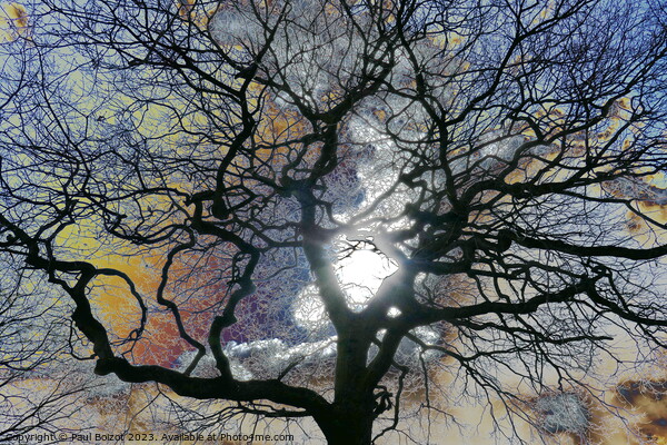 Oak tree in early Spring, York, coloured sky edit Picture Board by Paul Boizot